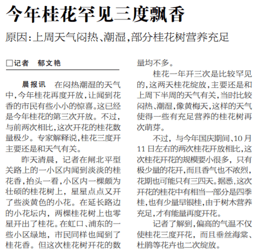 2011年11月8日 《新闻晨报》上报道桂花第三次开放