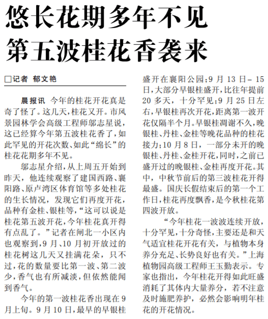 2012年10月23日《新闻晨报》报道桂花花开五度