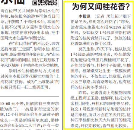 2013年12月6日《新民晚报》为市民解答桂花为何在12月开放