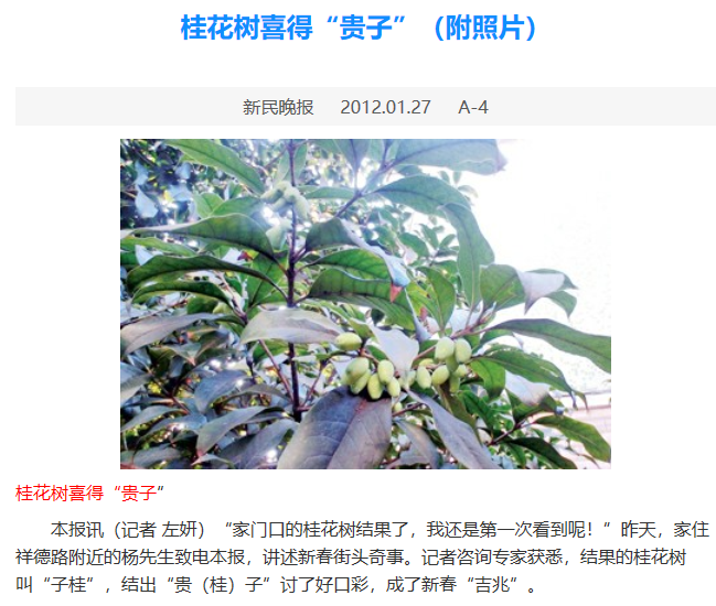 2012年1月27日《新民晚报》上刊登了桂花结果的照片和报道