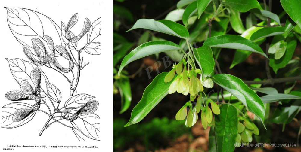 图：长翅槭（左）和樟叶槭（右）的叶片，是不是很难看出他们和“枫”的关系？丨来源：中国植物志第四十六卷，中国植物图像库<br>
