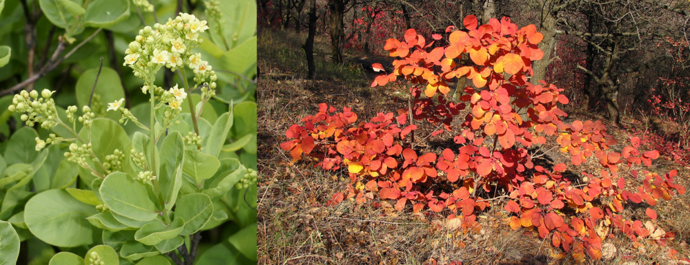 图：春夏（左）和秋季（右）的黄栌丨图源：wikipedia<br>