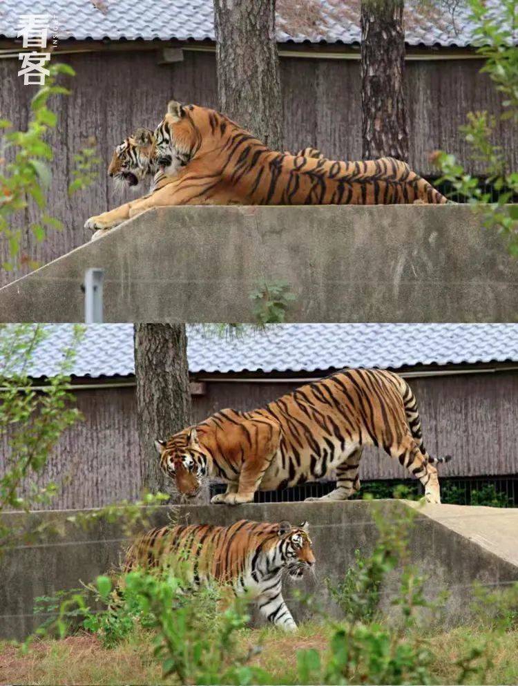 小张觉得，老虎的这种个性可以称之为傲娇<br>