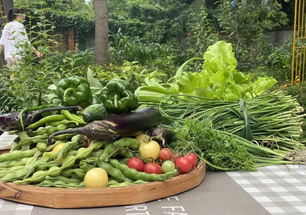 永康自己种的蔬菜 图源 / 受访者供图