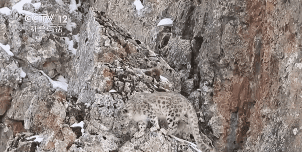 祁连山上的雪豹（你能找到它在哪吗？）。来源/央视新闻截图<br>