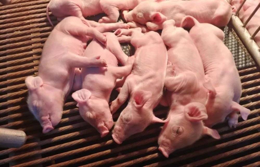 刚出生三四天的仔猪，图片来源：受访者供图