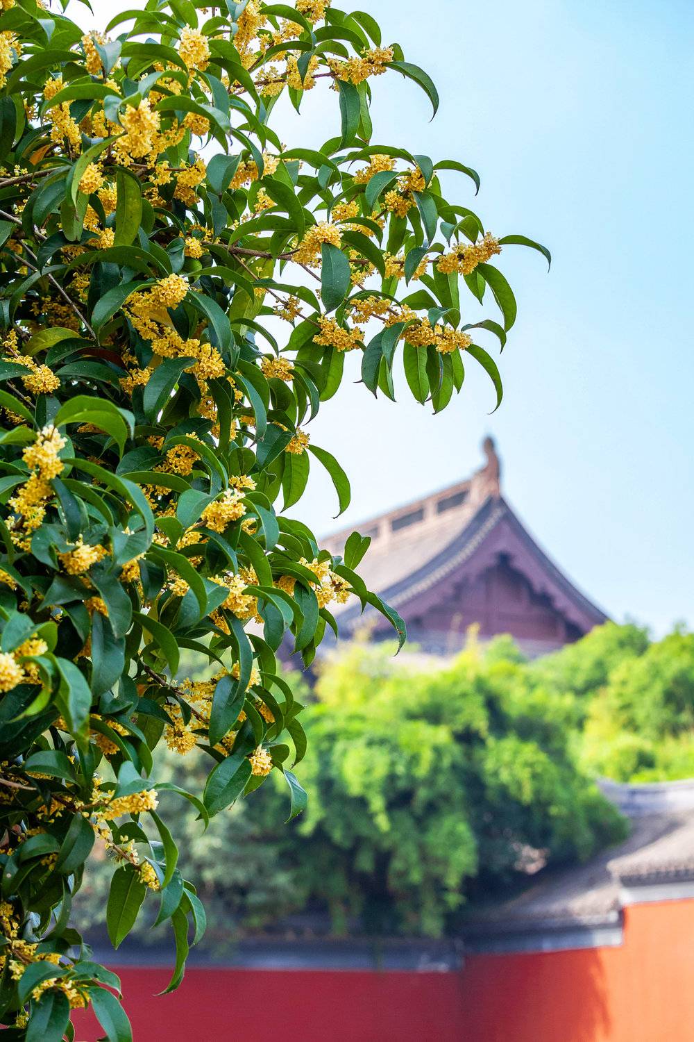 有不少游客就是冲着桂花和柿子树来的。图/视觉中国