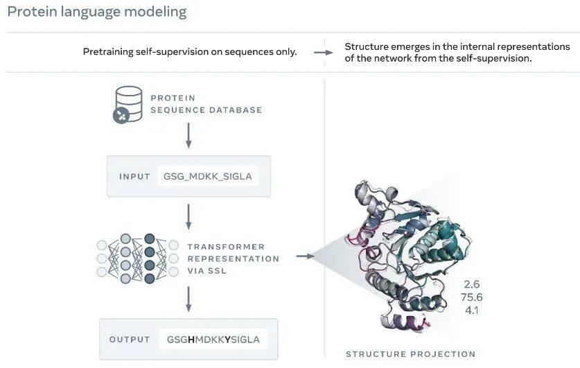 ▲研究团队通过训练语言模型，实现对蛋白质结构的预测（图片来源：参考资料[2]）<br>