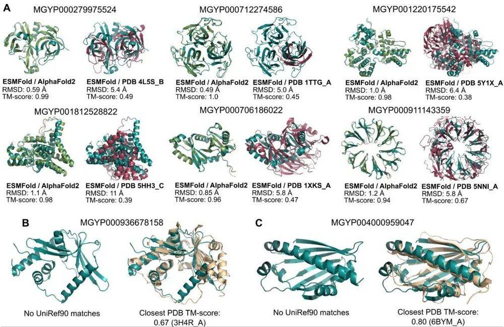 ▲ESMFold预测出的部分蛋白质结构（图片来源：参考资料[1]）<br>