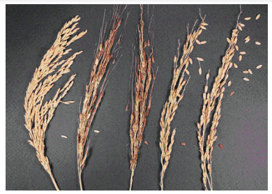 不脱粒的红米（左1）和脱粒红米的对比。（图片来源：FAO）<br>
