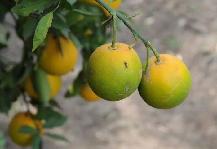 感染了黄龙病的柑橘类植物，叶脉会变黄，果实会变绿变苦，无法销售。图源：PennState University<br>