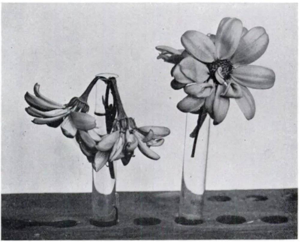 1923年，大卫·马赫特（David I. Macht）和多罗西·鲁宾（Dorothy Lubin）发表在《药理学和实验治疗学》杂志中关于所谓“月经毒素”对花朵影响的文章。文中援引的上图显示，当时的实验设计为将花朵放进一般血清和相同浓度的月经水中花朵的生长情形。直到上世纪70年代以前，科学出版物一直在对“月经毒素”进行研究。流行病学家弗吉尼亚 · 恩斯特（Virginia Ernster）在1974年写给《柳叶刀》杂志的一封信中说，在缺乏控制良好的月经毒素实验的情况下，枯萎花朵的照片“不足以构成证据”。© wikimedia（jpet.aspetjournals.org/content/22/5/413）