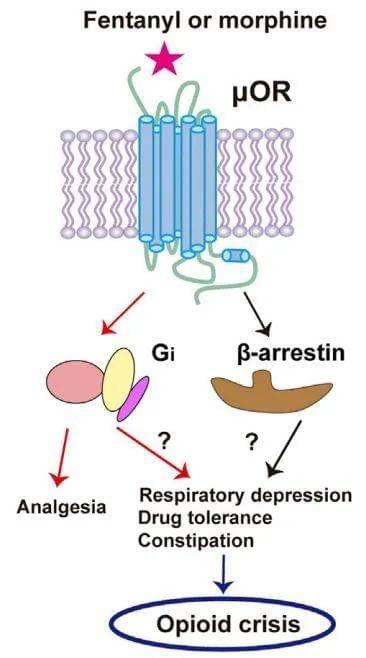 ▲阿片类药物的镇痛效应和副作用可能与阿片受体的通路选择有关（图片来源：参考资料[1]）<br>