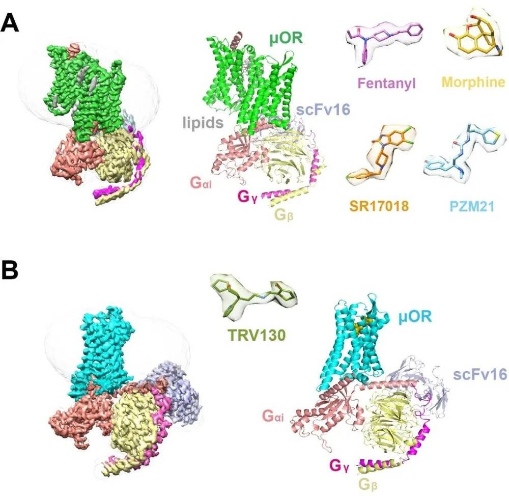 ▲人源μOR结合芬太尼和吗啡等阿片类药物的三维结构（图片来源：参考资料[1]）<br>