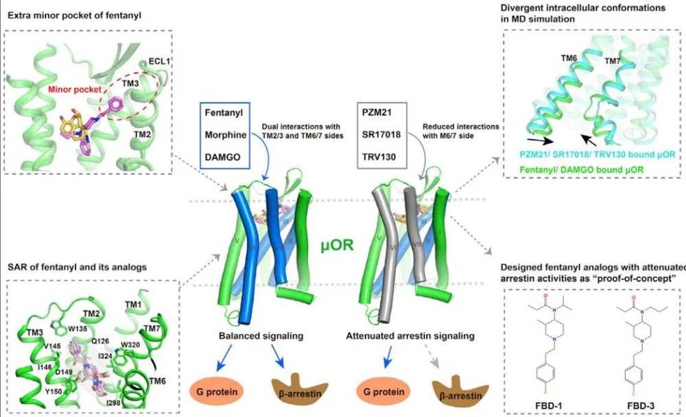 ▲不同化学结构阿片类药物结合人源μOR的结构（图片来源：参考资料[1]）<br>