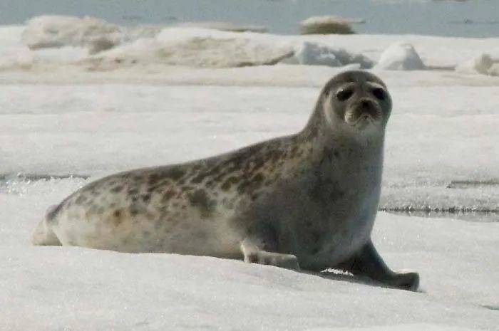 环斑海豹 ｜ NOAA Seal Survey<br>
