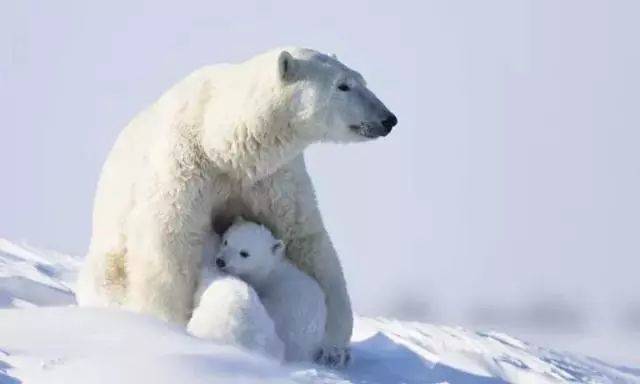 带着幼崽的北极熊妈妈｜Frank Lukasseck<br label=图片备注 class=text-img-note>