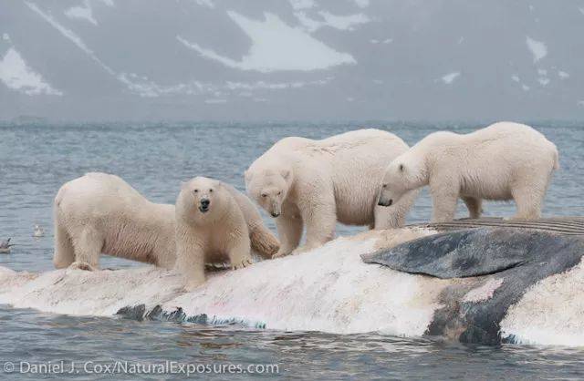 摄影师在斯瓦尔巴群岛拍到了北极熊分享一头死去的鲸｜Daniel J. Cox / NaturalExposures.com<br>