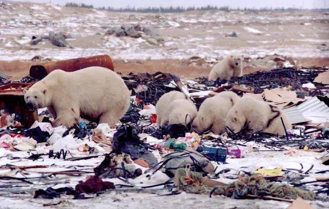 在人类垃圾场寻找食物的北极熊｜B & C ALEXANDER / ARCTICPHOTO.COM<br>