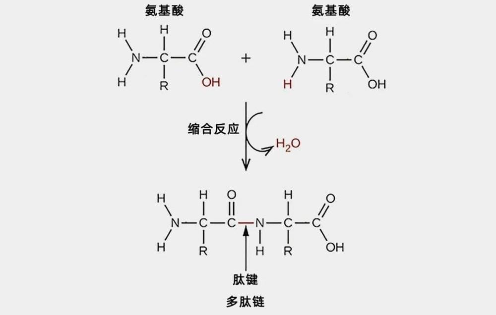 缩合反应会通过失去一个水分子而使氨基酸结合。（图 / OpenStax / Wikimedia Commons）<br>