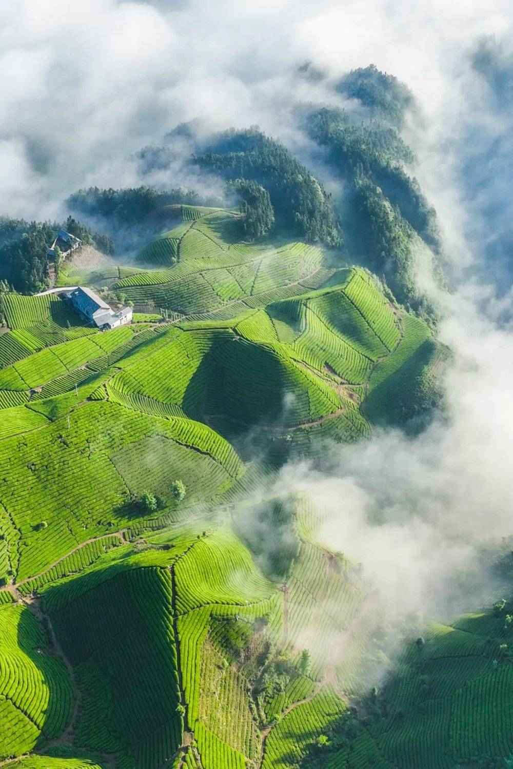 云雾笼罩下的荆楚茶山，是茶树生长的乐园