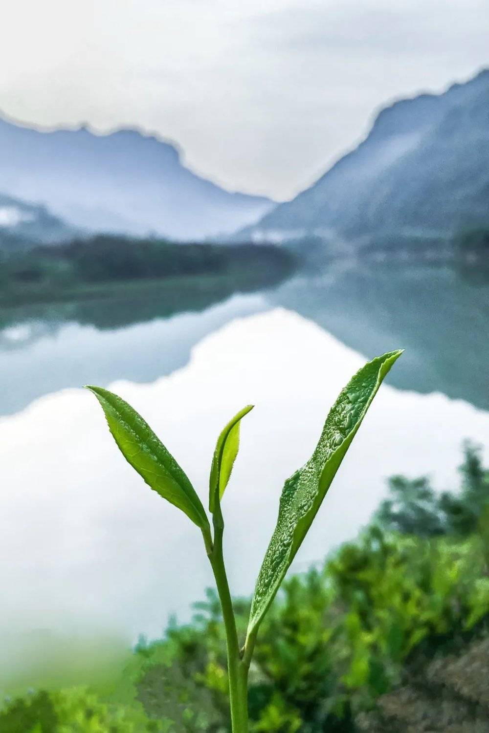 绿水青山满人间，山水共孕育的湖北好茶，飘香世界