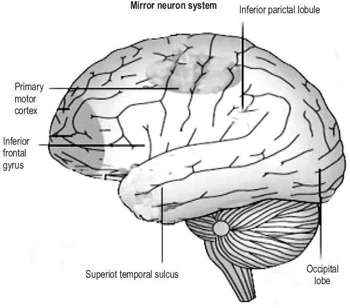 大脑中的镜像神经元系统（图片来源：参考资料[2]）<br>