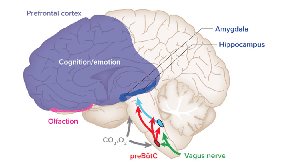 呼吸似乎对大脑有着深远的影响，包括对负责认知和情感的区域，如海马体、杏仁核和前额叶皮层。这些效应可能源自 preBötC 脑干呼吸中心产生的信号、来自迷走神经或嗅觉系统的感觉输入、或者响应血液中氧气（O<sub>2</sub>）和二氧化碳（CO<sub>2</sub>）的水平。 图片来源：S. Ashhad et al/Ar Neuroscience 2022<br>