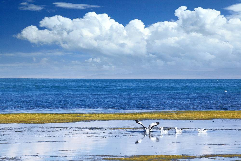 飞鸟掠过青海湖湖面 图源自：视觉中国