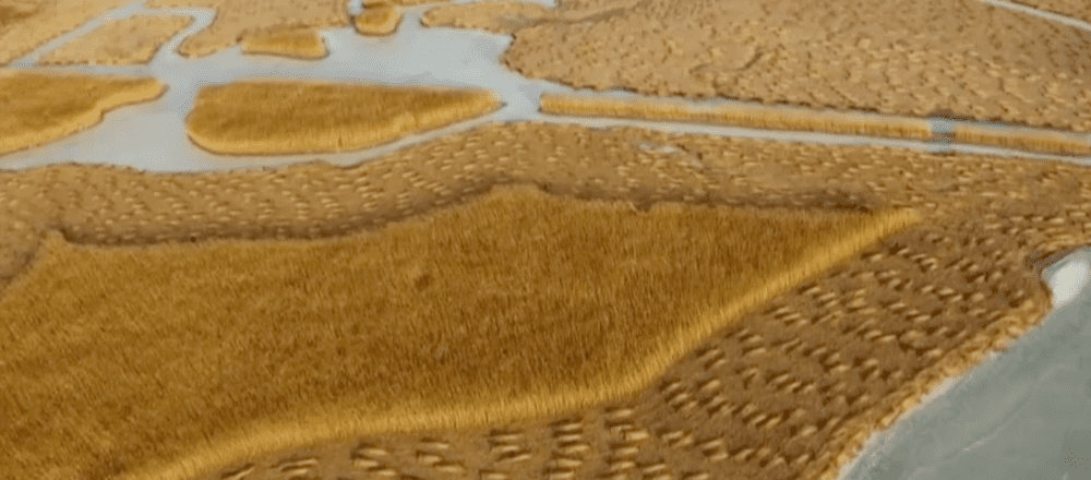 扎龙湿地的芦苇。来源/纪录片《中国湿地》截图