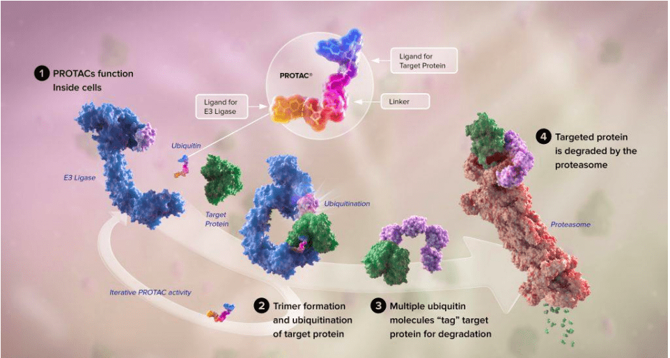 PROTAC 介导靶向蛋白降解的过程，来源：XVIVO scientific animation