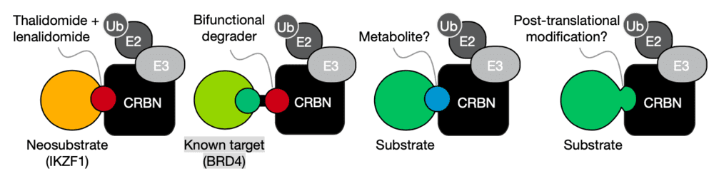 小分子与CRBN接触的模型，其中Ub为泛素，来源：doi.org/10.1038/s41586-022-05333-5