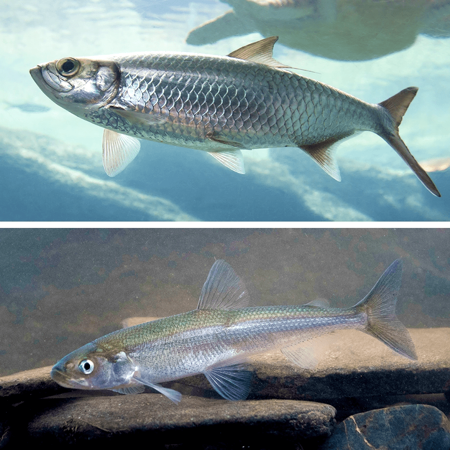 鲱鱼（上）和胡瓜鱼（下）都是冷水鱼，它们携带相同的基因使其可以在冷水中生存。图片来源：Four Oaks & Jack Perks<br>