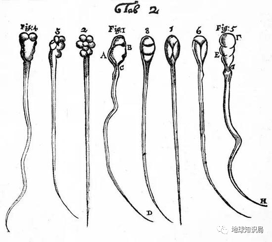 1677年，列文虎克才第一次观察到精子，图中是他描绘的兔（Fig1-4）与狗的精子（Fig5-8）