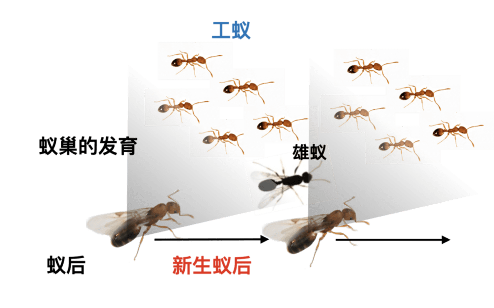 图1-1. 大多数蚁巢的生命周期<br>