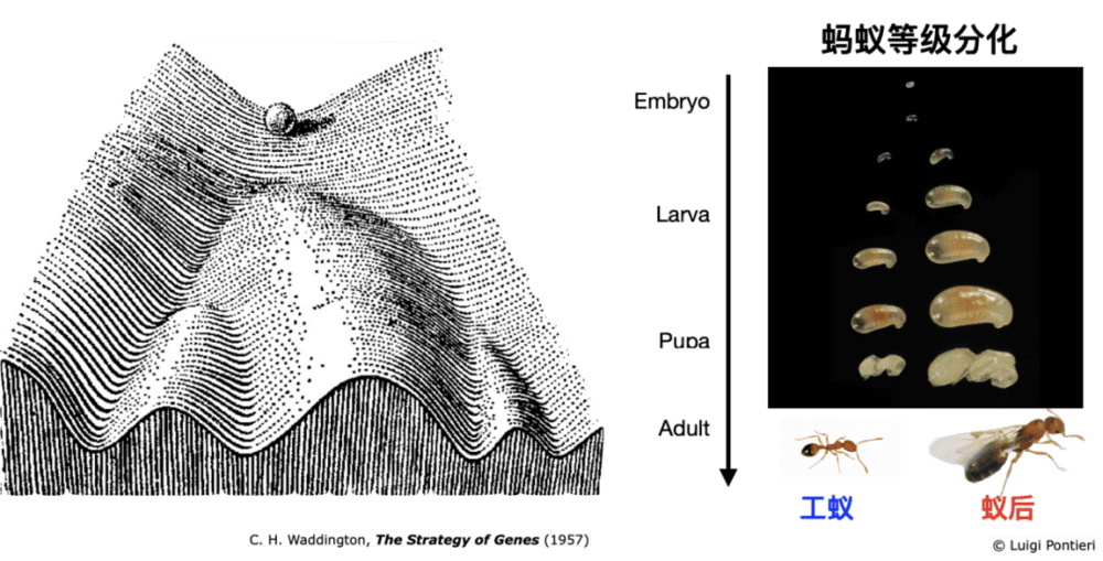 图2.（左）Conrad H. Waddington 的表观遗传地形（Epigenetic landscape）；（右）蚂蚁（这里以法老蚁作为代表）的品级分化。<br>