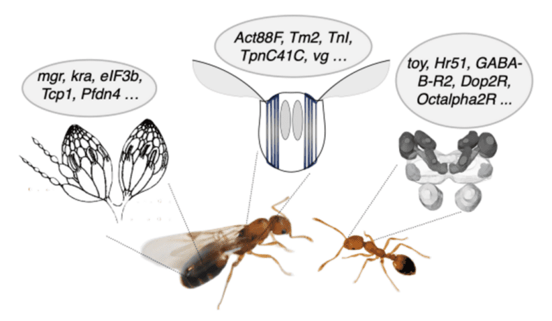 图3-2. 超有机体里的渠化基因在蚁后和工蚁的不同器官表达，以达到超有机体层面的适应。<br>