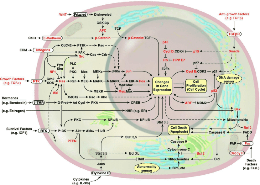 图片来源：Douglas Hanahan and Robert A. Weinberg The Hallmarks of Cancer Cell 100， 57–70 (2000)