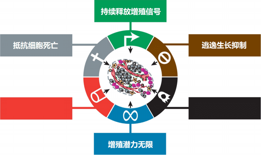 图片来源：Douglas Hanahan and Robert A. Weinberg The Hallmarks of Cancer Cell 100， 57–70 (2000)