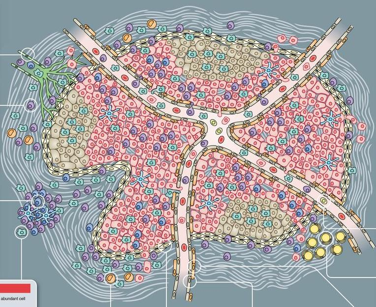 图片来源：Frances R. Balkwill， Melania Capasso and Thorsten Hagemann， The tumor microenvironment at a glance， Journal of Cell Science 125， 5591-5596 (2012)