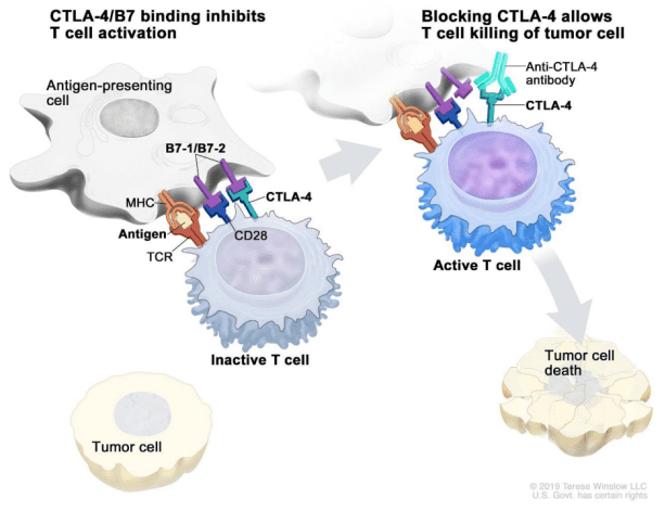 图片来源：https://www.cancer.gov/publications/dictionaries/cancer-terms/def/immune-checkpoint-inhibitor