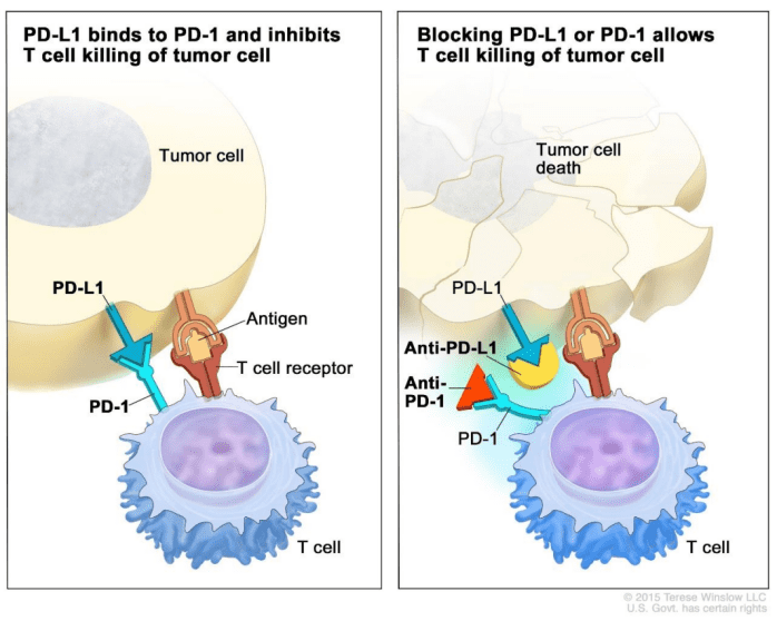 图片来源：https://www.cancer.gov/publications/dictionaries/cancer-terms/def/immune-checkpoint-inhibitor