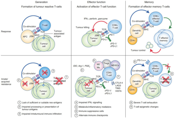 图片来源：Jenkins， R.， Barbie， D. & Flaherty， K. Mechanisms of resistance to immune checkpoint inhibitors. British Journal of Cancer 118， 9–16 (2018)