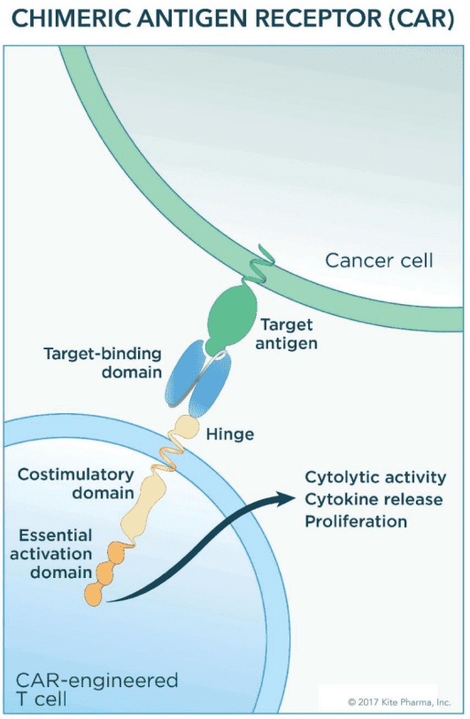 图片来源：https://www.cancer.gov/news-events/cancer-currents-blog/2017/yescarta-fda-lymphoma