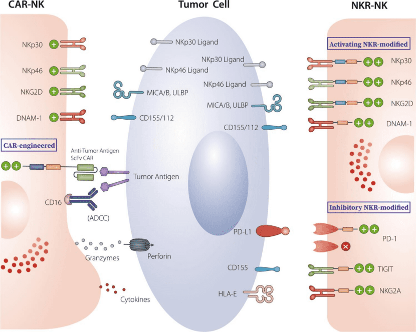 图片来源：Cai Zhang， Yuan Hu， Weihua Xiao and Zhigang Tian， Chimeric antigen receptor- and natural killer cell receptor-engineered innate killer cells in cancer immunotherapy， Cellular & Molecular Immunology 18， 2083–2100 (2021)<br>