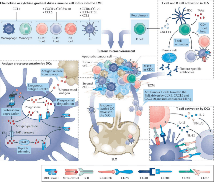 图片来源：Saxena， M.， van der Burg， S.H.， Melief， C.J.M. et al. Therapeutic cancer vaccines.Nature Reviews Cancer 21， 360–378 (2021)