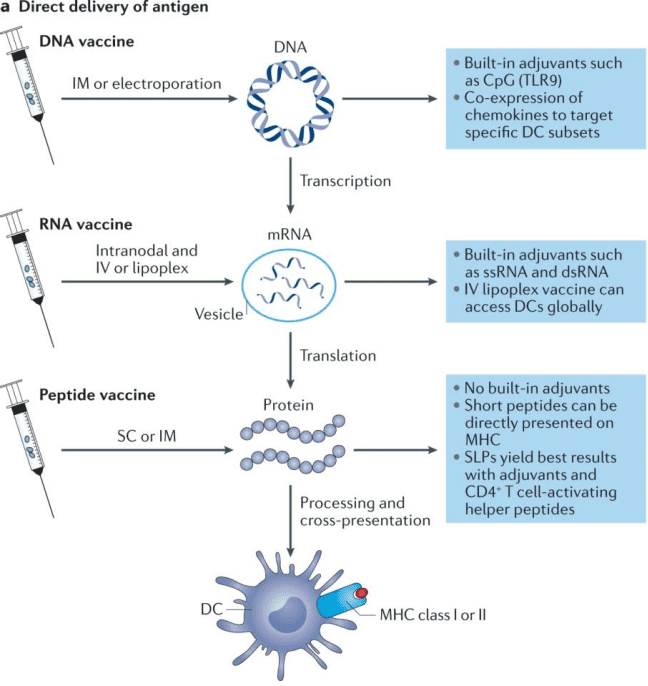 图片来源：Saxena， M.， van der Burg， S.H.， Melief， C.J.M. et al. Therapeutic cancer vaccines. Nature Reviews Cancer 21， 360–378 (2021)