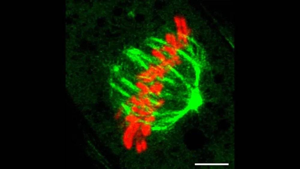 正在进行有丝分裂的肾脏上皮细胞，色彩来自荧光标记。基因突变可导致细胞分裂过程发生异常 | ZEISS Microscopy<br label=图片备注 class=text-img-note>