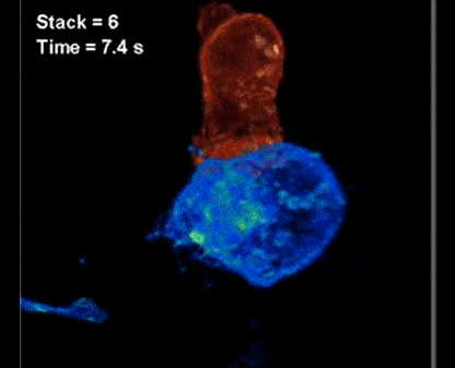 一个正在消灭肿瘤细胞（蓝色）的T细胞（橙色），色彩来自荧光标记 | Howard Hughes Medical Institute<br label=图片备注 class=text-img-note>