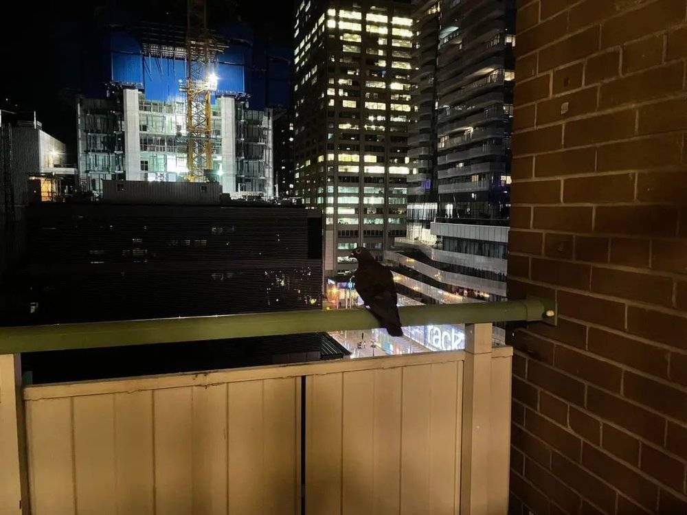 从宿舍的阳台能看到多伦多最“贵”的一条街，没安装鸽子网前这里是鸽子“栖息地” 作者供图<br>